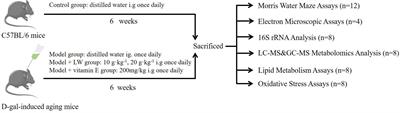 Liuwei Dihuang Decoction Alleviates Cognitive Dysfunction in Mice With D-Galactose-Induced Aging by Regulating Lipid Metabolism and Oxidative Stress via the Microbiota-Gut-Brain Axis